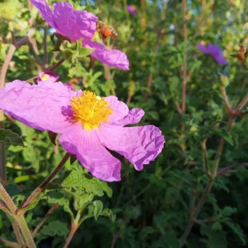 Βιολογικός Κρητικός Κίστος – Λαδανιά , "ToFillo" ,30gr